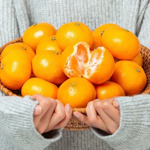 (신선집중) 감귤 제주직송 서귀포 조생감귤 4.5kg/로얄과(S-M)