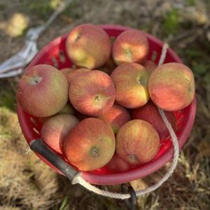 부사 사과 경북  가정용 한입소과 5kg 가격보세요 막 퍼드립니다.