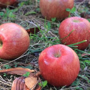 때깔찬 경북사과 꿀사과 사과 부사사과 4kg (20~30과) 가정용 흠과 소과