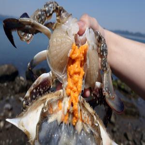 꽃게 냉동꽃게 급냉 암꽃게 연평도 알배기 1kg 특가행사