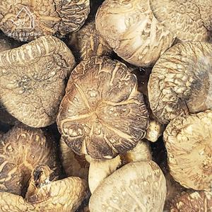 [웰굿] 진안직송 명품 참나무 표고버섯 동고 200g(중)