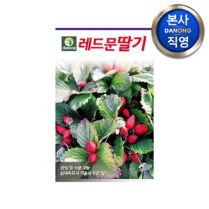 레드문 딸기 씨앗 100립 . 야채 채소 텃밭 파종 재배 주말 농장 씨 종자.