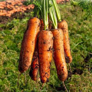 25년수확 달큰한 제주 구좌 햇 당근 5kg 왕(개당 300g이상)
