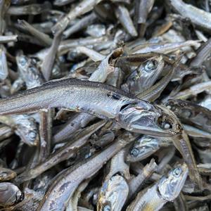 상급 주바멸치 500g 무료배송 국물멸치 조림멸치 멸치