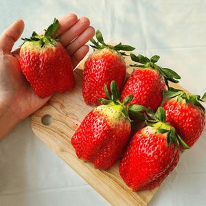 국내산 제철과일 생 딸기 고당도 킹스베리 왕특 400g 8-9과