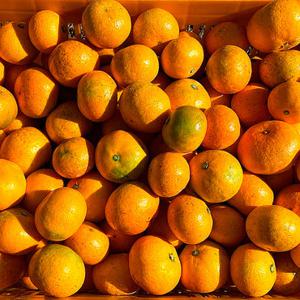 제철과일 제주 감귤 밀감 고당도 로얄과(2S-M) 10kg