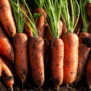 [오늘의채소] 국내산 흙당근 10kg (중사이즈)