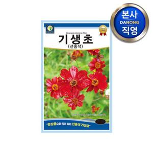 기생초 선홍색 씨앗 200립 . 야생화 조경 화단 관상용 꽃씨 텃밭 키우기 종자.