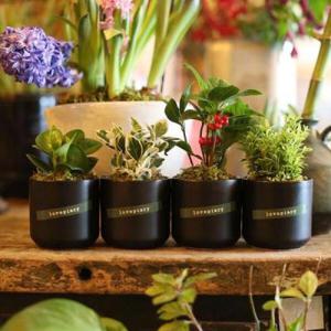 아트박스/러브피어리 (미니화분4종세트)집들이.개업선물 실내공