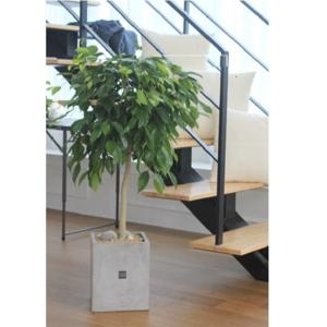 [공기정화식물/집들이화분] 벤자민