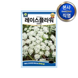 레이스 플라워 아미 씨앗 100립 .아미초 흰색 하얀 꽃 봄 가을 파종 꽃씨 종자.