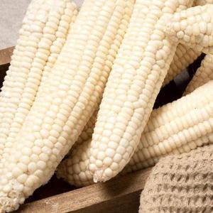 갤러리아_강원도 냉동 찰 옥수수 5개입×2봉