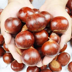 공주 정안 햇 옥광밤 4kg 중