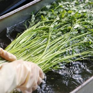 농장직송 순천 미나리 2kg