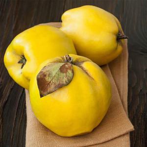 갤러리아_청도 생모과 5kg 모과차 모과청