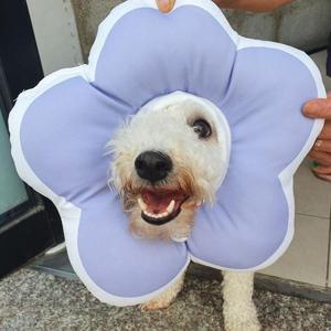 [XBF9LMKM]꽃피는 강아지 고양이 쿠션 넥카라 퍼플 L