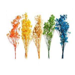 (TD) (꾸미기 재료) 프리저브드 플라워 안개꽃 (WFJFGZB)