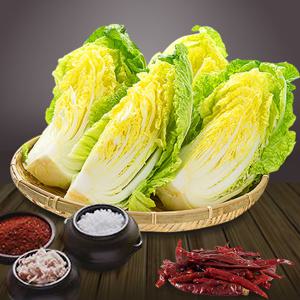 [전라도광주김치]절임배추20kg(7-8포기)