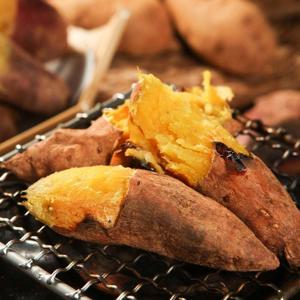 25년산 햇 호박고구마 10kg(특상/100g~300g)