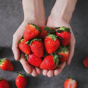 당일수확 새콤달콤 설향 딸기 500g (상/30-42구) x 2팩