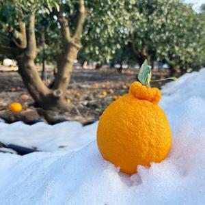 [과일꾼] 제주 청정 당도보장 한라봉 정품 4.5kg 15-30과