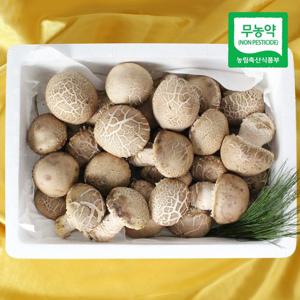 [생산자직송] 충북 박대선님의 무농약 송화고 버섯 선물세트 2호