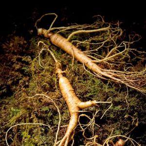 [산정마을] 자연 산삼 파삼 장뇌삼 산양삼 산양산삼 8년근 정품 10뿌리