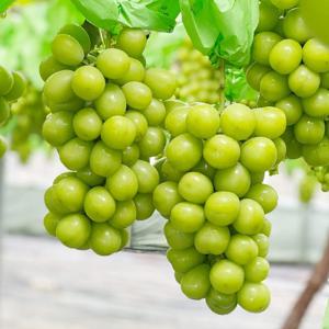 [오늘의과일] 고당도 망고포도 샤인머스캣 2kg(3~4송이)