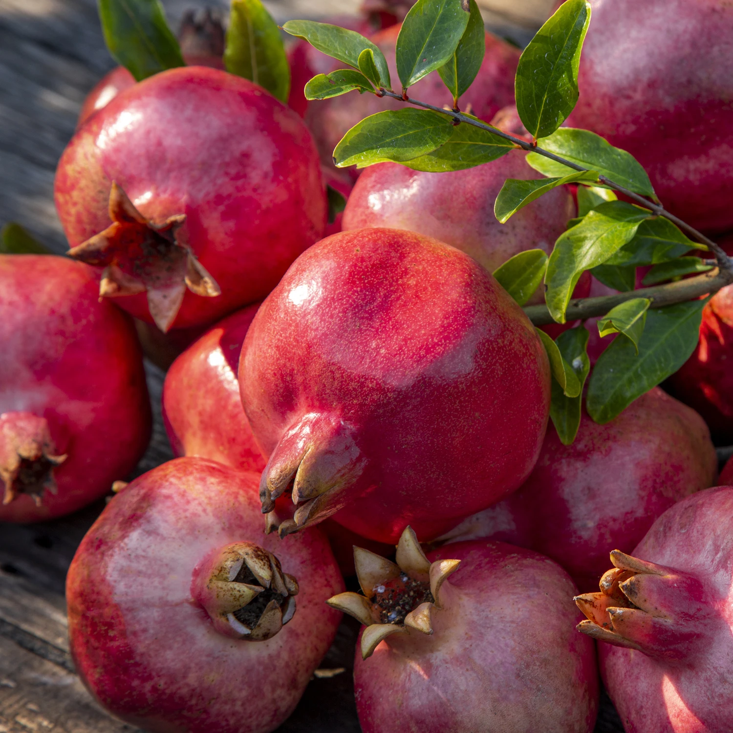 [한정특가] 새콤달콤 석류 착한가격 제철 산지 프리미엄 캘리포니아