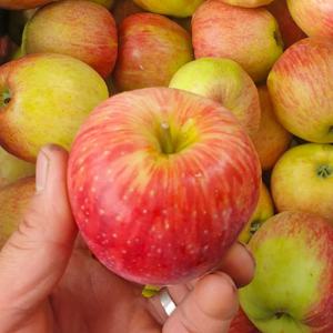 홍로 사과(가정용) 2kg 부터 25년 첫수확 고당도 국내산 햇사과 새콤달콤 홍로사과 제철과일