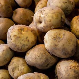 (대용량)국내산 수미감자 10kg 포슬포슬 국민간식 식자재