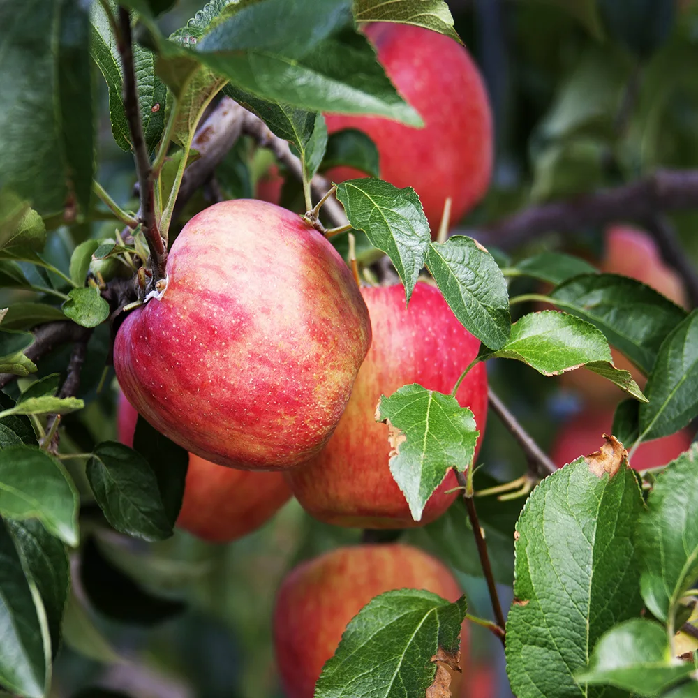 [흙이음] 부사 사과 실속형 중소과