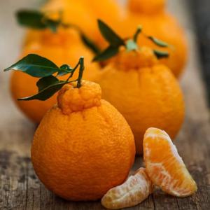 [푸디앤] 고당도 한라봉 1kg-4.5kg(소중대) /제주 효돈