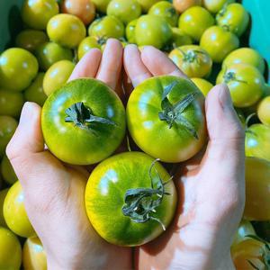 농장발송 부산 대저 짭짤이 토마토