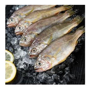 [푸디앤] 국내산 여수 급냉 참조기  8-10미 (500g내외/17-20cm)