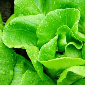 유러피안 샐러드 채소 야채 1kg 6종 랜덤 믹스