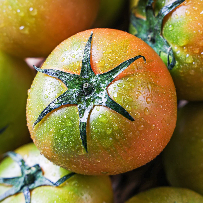 대저 짭짤이 토마토 2.5kg 부산 대저 토마토