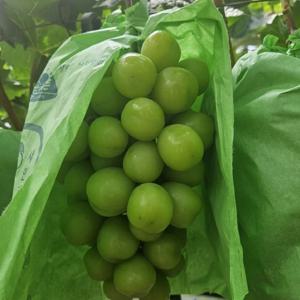 25년 첫수확! 꿀당도 김천 샤인머스켓 1kg 2kg