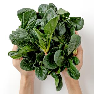 남해 보물초 달달 시금치 특산품 1kg 월동 노지 100프로 겨울 시금치 된장국 차산