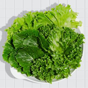 GAP인증 유러피안 샐러드 4종 모둠 1kg 외