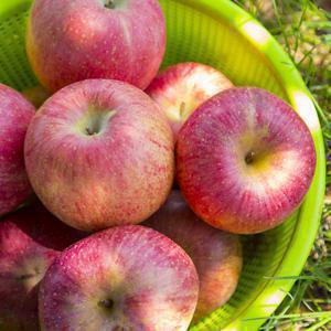 G) [못난이]경북 못난이주스용 사과 10kg 랜덤과