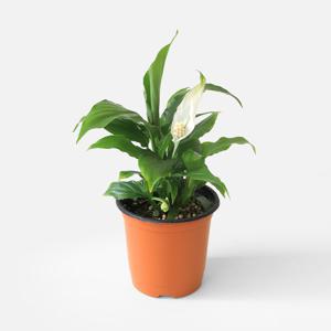 마이플랜트 스파트필름 소형 관엽식물 실내공기정화 인테리어 반려 식물