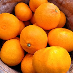 제주 제철과일 고당도 천혜향 특품