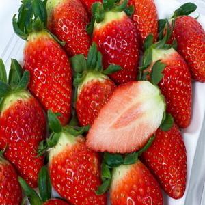 딸기 설향 금실딸기 홍희딸기 500g (24-30과) / 특가행사