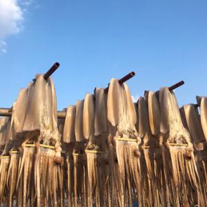 반건조오징어 피데기 오징어 10미 /(총1.1kg내외)(총1.3kg내외)(총1.5kg내외) / (수랑한정) 특별할인