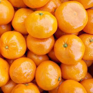 정화네농원 상큼한 제주 감귤 10kg 대박특가 상품하자시 100% 처리