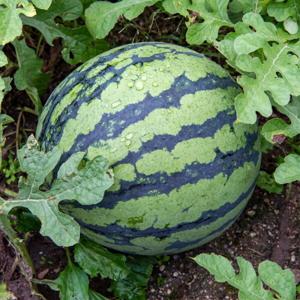 수박 고당도 꿀수박 하우스 수박 (정품) 겨울수박 3-4kg (특가행사)