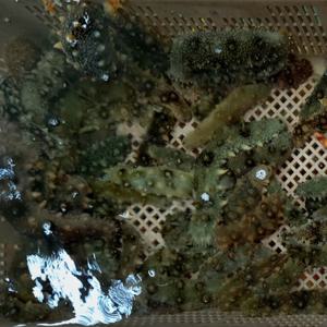 해삼 참해삼 활해삼 자연산 (횟감용) 500g / 남해안 해녀채취