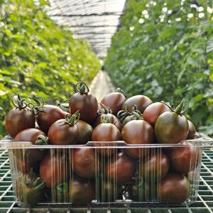 당일수확 새콤달콤 대저 흑 대추 방울토마토 1kg