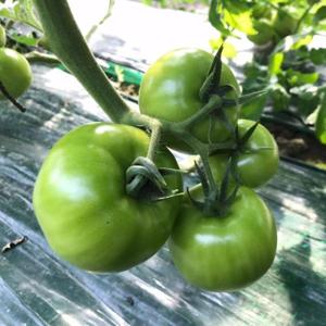 대저토마토 가정용 2.5kg (L과)일반 대저토마토 샐러드용 /25년 첫 대저토마토 22일 발송시작